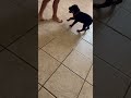Rottweiler Just 8 Weeks Knows How to Sit On Command #guttatv