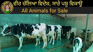 All Animals for Sale, ਵੀਰ ਚੱਲਿਆ ਵਿਦੇਸ਼, ਸਾਰੇ ਪਸ਼ੂ ਵਿਕਾਊ