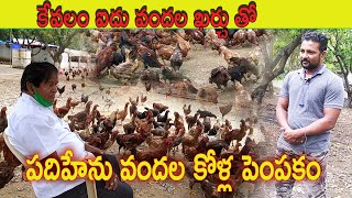 Aseel Cross Hens Farming | పది ఎకరాల్లో పదిహేను వందల కోళ్లు | Free Range Aseel Farming | AgriTech