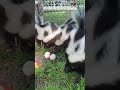 a nice skunk and it’s baby skunks animals short