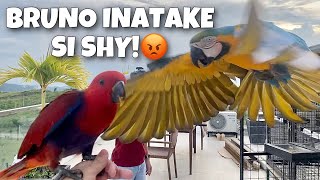 HOW TO TRAIN YOUR PARROTS FOR FREE FLIGHT! Inatake pa ni Bruno su Shy (MIA THE MACAW) | Murillo Bros