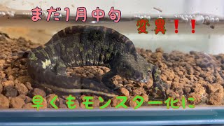 【繁殖 成功の道 4編】冬眠させてるつもりの状況でまだ寒いのに、ウロウロしてる雄のモンスターマダラ、