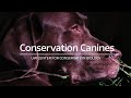 Conservation Canines