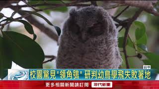 東海大學驚見保育類「領角鴞」！ 師生驚呼：好療癒