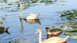 고니(백조)의 발은 ㅇㅇ발이다!! 백조의 호수 #Cigno #Swan Lago di Fimon, Veneto in Italia