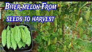 The Ultimate Guide to Growing Bitter Melon: From Seed to Harvest!