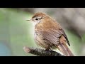 cetti s warbler bird song call chirp voice sound cetia ruiseñor canto cettia cetti