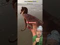 MENUMAKAN ANAK BUAYA TERJEBAK DI PANTAI SC : @PetsSwag #animals #shortvideo