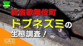 新宿歌舞伎町でドブネズミのリアルに迫る!