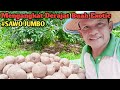 Mengemas Buah Sawo Jumbo Semakin Berkelas!!! Tips berkebun