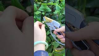 Interesting Design An Labor Saving Pruning Tool I Love It