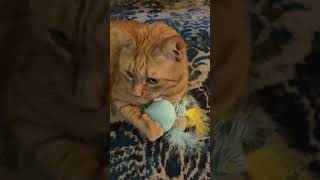 Peepaw playing with his toy🐱 #cat #cute #animals