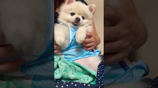 ポメラニアンまっちゅ踊る #pomeranian #dog #ポメラニアン #キュート #ショート #shorts