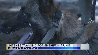 Inside Look: Baldwin County Sheriff's Office K9 unit's weekly training