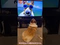 今日のわんこを観るハート尻のコーギー犬