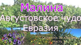 44 серия Что осталось за кадром/21 июля 2022 г. Оренбург//Часть 5. Малина Августовское чудо, Евразия