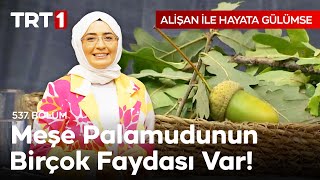 Tadı Fındığa Benzetilen Meşe Palamudunun Pek Bilinmeyen Faydaları 📌 Ecz. Dr. Fidan Pesen Özdoğan