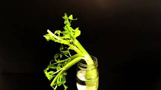 Celery Plant Demonstration