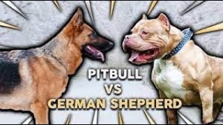 GERMAN SHEPHERD vs PIT BULL !! Which Is The Better Guard Dog? (To Protect My Family)