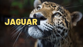Amazing Facts about Jaguars for Kids | Learn All About the Largest Big Cat in the Americas