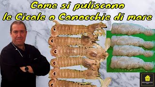 Come pulire le Cicale di mare o Canocchie di mare