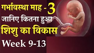 Pregnancy month 3 || Baby development in womb in 9 to 13 weeks of pregnancy