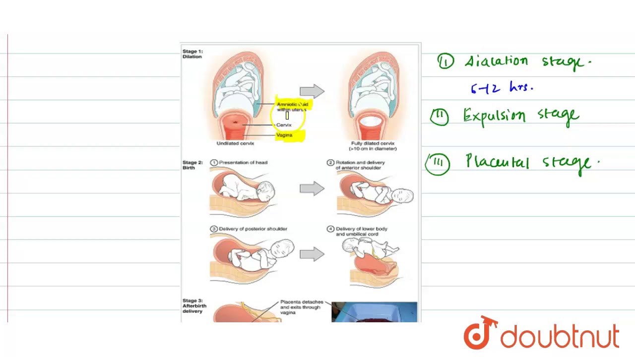 What Is Parturition? Which Hormones Are Involved In Induction Of ...