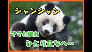 シャンシャン誕生日の後 ママから離れ独り立ちへ