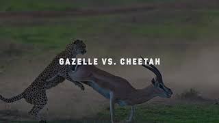 15 EXTREME Wild Animal Fights