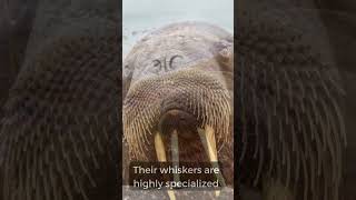 3 Facts you didn't know about  Walruses