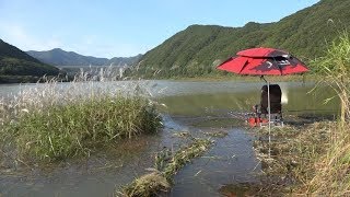 [134편] 충주호 단양호 월척붕어/떡밥 글루텐낚시/죽림의 하늘바라기/대한민국 낚시계 최초 항공촬영