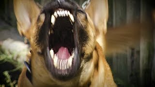 Ranger Dog: Searching, Tracking and Assaulting Poachers | BBC Earth Explore