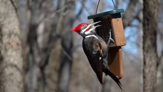 Wild Birds Unlimited - Woodpecker Commercial - 15 Seconds