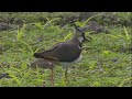 lapwing