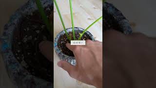 🍀屋外にある植物を　室内に入れる注意点🍀【☘Life with Houseplant】9-8