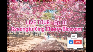 【TK Travel】2021 Gyeongju LIVE Tour❗ Cherry Blossom in Spring. Let's share this romance with LOVE🌸