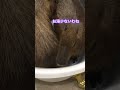 カピバラ温泉バスタブ選び　 shorts カピバラ capybara