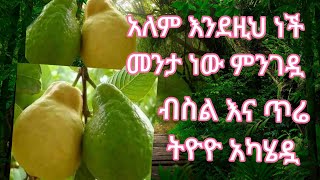 አለም እንደዚህ ናት መንታ ነው ምንገዷ ብስልና ጥሬ ትዮዮ አካሄዷ