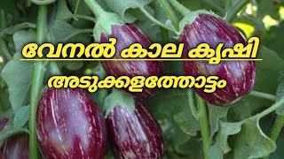 വഴുതന കൃഷി വേനൽകാല പരിചരണം /100%വിളവ് എപ്പോഴും /adukalathottam @achus nostalgic world