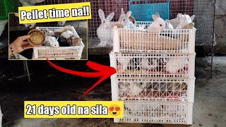 Rabbit farming | 21 days old kits ganito ko sila pakainin