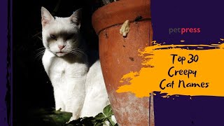 Top 30 CREEPY CAT Names ๐ That Will Send Chills Down Your Spine ๐ | PetPress