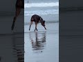 surfing 🏄‍♂️ サーフィン　pacific beach san diego california usa カリフォルニア西海岸￼