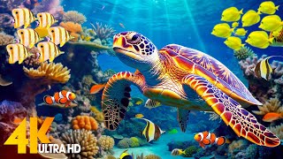 Under Red Sea 4K - Beautiful Coral Reef Fish in Aquarium, Sea Animals for Relaxa
