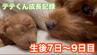 生後7日〜9日目の様子【トイプードル】テテくんの成長記録