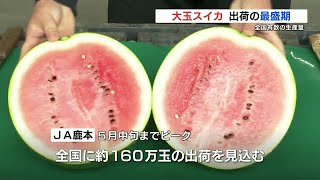 全国に160万玉を出荷！糖度12度！熊本特産の大玉スイカ 最盛期を迎える