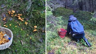 满山遍野的蘑菇，我和泰国朋友又采了一筐回家🇳🇴 mushrooms