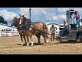 Heavyweight horse pull at Erie County Fair in Hamburg, NY 2024