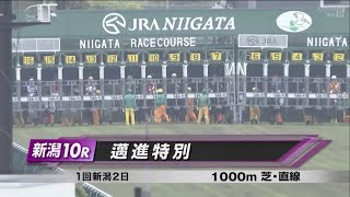 邁進特別［2023.4.30 新潟第10R/1000m 芝・直線］