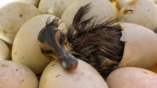 Hatching Duck Eggs!