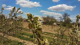 Ірга канадійська,  п'ятирічні кущі у Батьків сад.